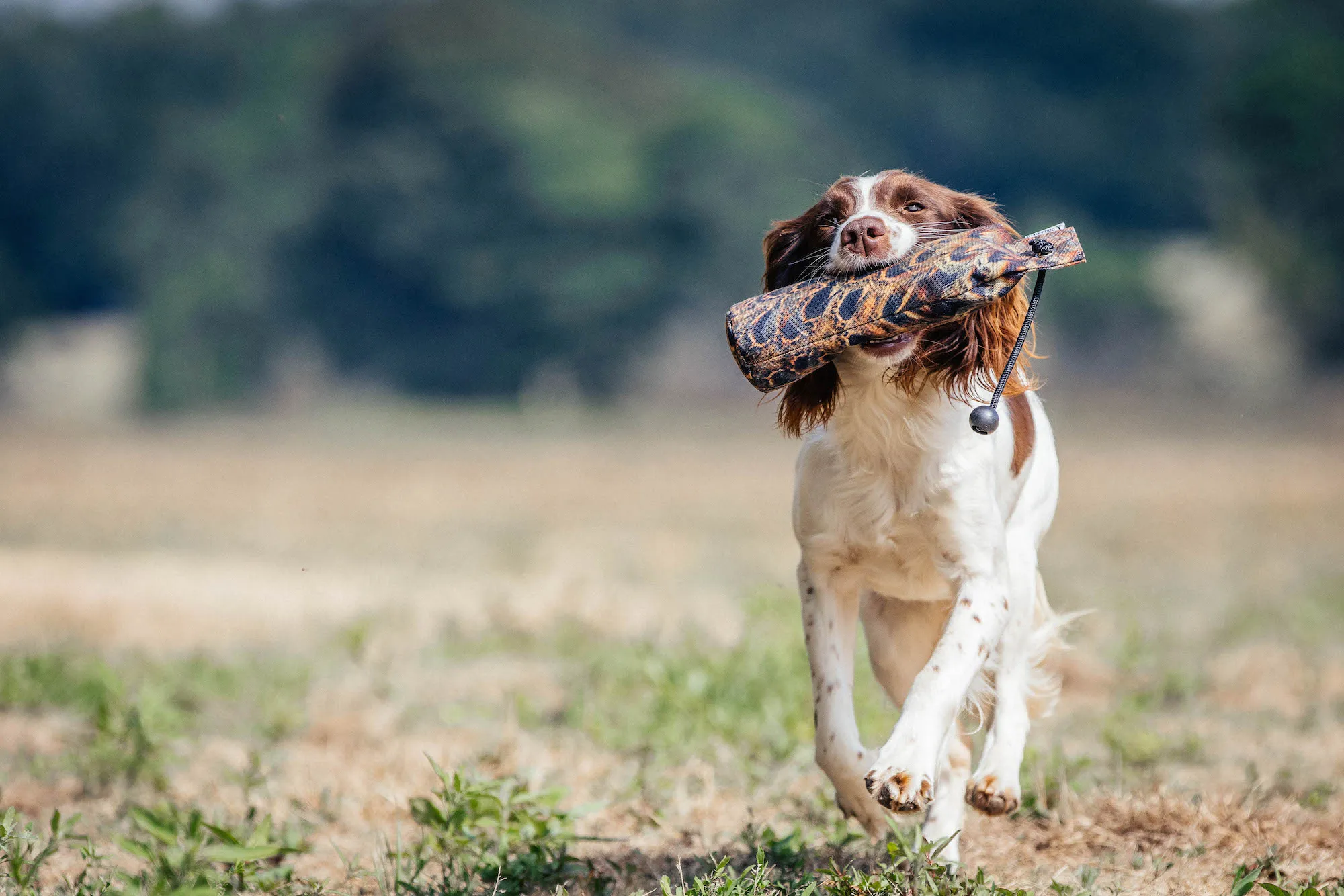 A springer spaniel retrieving a dog and field dummy